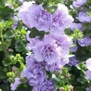 Imported Hollyhock Seeds