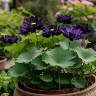 Purple Lotus Seeds (Pack of 20) with Plant Growth Serum