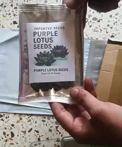 Purple Lotus Seeds (Pack of 20) with Plant Growth Serum