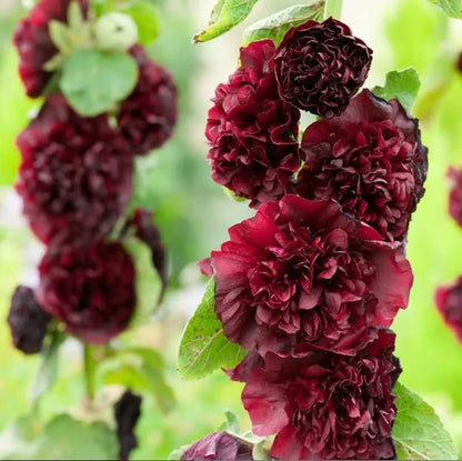 Imported Hollyhock Seeds
