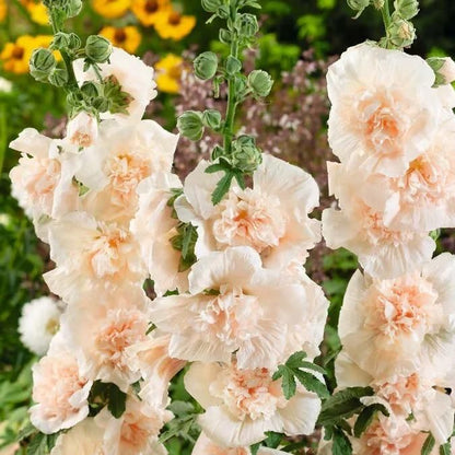 Imported Hollyhock Seeds