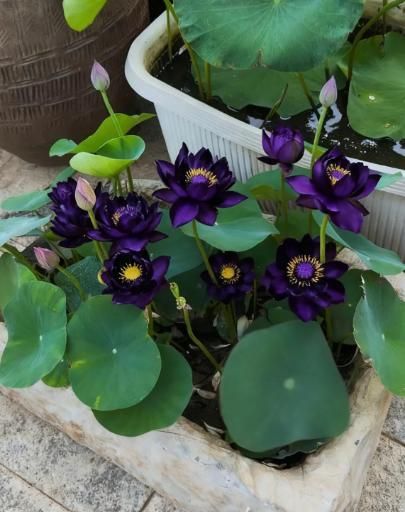 Purple Lotus Seeds (Pack of 20) with Plant Growth Serum